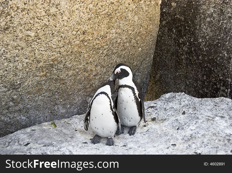 African Penguin - Spheniscus demersus.
A full grown African penguin, also known as a Jackass penguin because of their mating sound. Picture taken in Simons Town, Western Cape in South Africa. African Penguin - Spheniscus demersus.
A full grown African penguin, also known as a Jackass penguin because of their mating sound. Picture taken in Simons Town, Western Cape in South Africa.