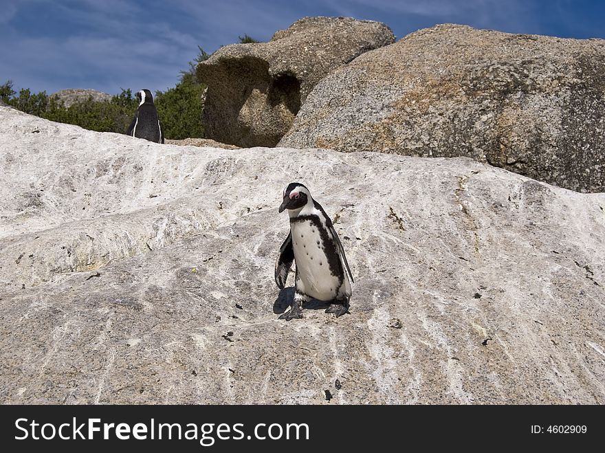 The African Penguin (Spheniscus demersus), also known as the Blackfooted Penguin (and formerly as the Jackass Penguin), is found on the south-western coast of Africa, living in colonies on 24 islands between Namibia and Algoa Bay, near Port Elizabeth, South Africa, with the largest colony on Dyer Island, near Kleinbaai. Two colonies were established by penguins in the 1980s on the mainland near Cape Town at Boulders Beach near Simon's Town and Stony Point in Betty's Bay. Mainland colonies probably only became possible in recent times due to the reduction of predator numbers, although the Betty's Bay colony has been attacked by leopards. The only other mainland colony is in Namibia, but it is not known when this was established. The African Penguin (Spheniscus demersus), also known as the Blackfooted Penguin (and formerly as the Jackass Penguin), is found on the south-western coast of Africa, living in colonies on 24 islands between Namibia and Algoa Bay, near Port Elizabeth, South Africa, with the largest colony on Dyer Island, near Kleinbaai. Two colonies were established by penguins in the 1980s on the mainland near Cape Town at Boulders Beach near Simon's Town and Stony Point in Betty's Bay. Mainland colonies probably only became possible in recent times due to the reduction of predator numbers, although the Betty's Bay colony has been attacked by leopards. The only other mainland colony is in Namibia, but it is not known when this was established.