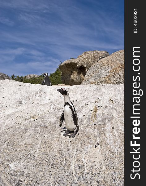 African penguins on rock