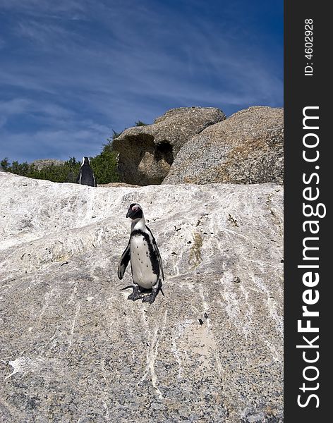 African Penguin - Spheniscus demersus.
A full grown African penguin, also known as a Jackass penguin because of their mating sound. Picture taken in Simons Town, Western Cape in South Africa. African Penguin - Spheniscus demersus.
A full grown African penguin, also known as a Jackass penguin because of their mating sound. Picture taken in Simons Town, Western Cape in South Africa.