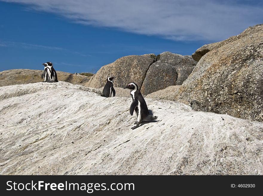 The African Penguin (Spheniscus demersus), also known as the Blackfooted Penguin (and formerly as the Penguin), is found on the south-western coast of Africa, living in colonies on 24 islands between Namibia and Algoa Bay, near Port Elizabeth, South Africa, with the largest colony on Dyer Island, near Kleinbaai. Two colonies were established by penguins in the 1980s on the mainland near Cape Town at Boulders Beach near Simon's Town and Stony Point in Betty's Bay. Mainland colonies probably only became possible in recent times due to the reduction of predator numbers, although the Betty's Bay colony has been attacked by leopards. The only other mainland colony is in Namibia, but it is not known when this was established. The African Penguin (Spheniscus demersus), also known as the Blackfooted Penguin (and formerly as the Penguin), is found on the south-western coast of Africa, living in colonies on 24 islands between Namibia and Algoa Bay, near Port Elizabeth, South Africa, with the largest colony on Dyer Island, near Kleinbaai. Two colonies were established by penguins in the 1980s on the mainland near Cape Town at Boulders Beach near Simon's Town and Stony Point in Betty's Bay. Mainland colonies probably only became possible in recent times due to the reduction of predator numbers, although the Betty's Bay colony has been attacked by leopards. The only other mainland colony is in Namibia, but it is not known when this was established.