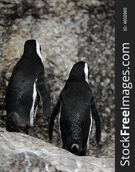 A pair of penguins at the Cape of the Good Hope