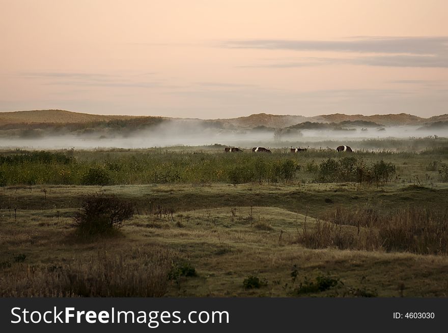 Dunes in the morning fog with cows. Dunes in the morning fog with cows