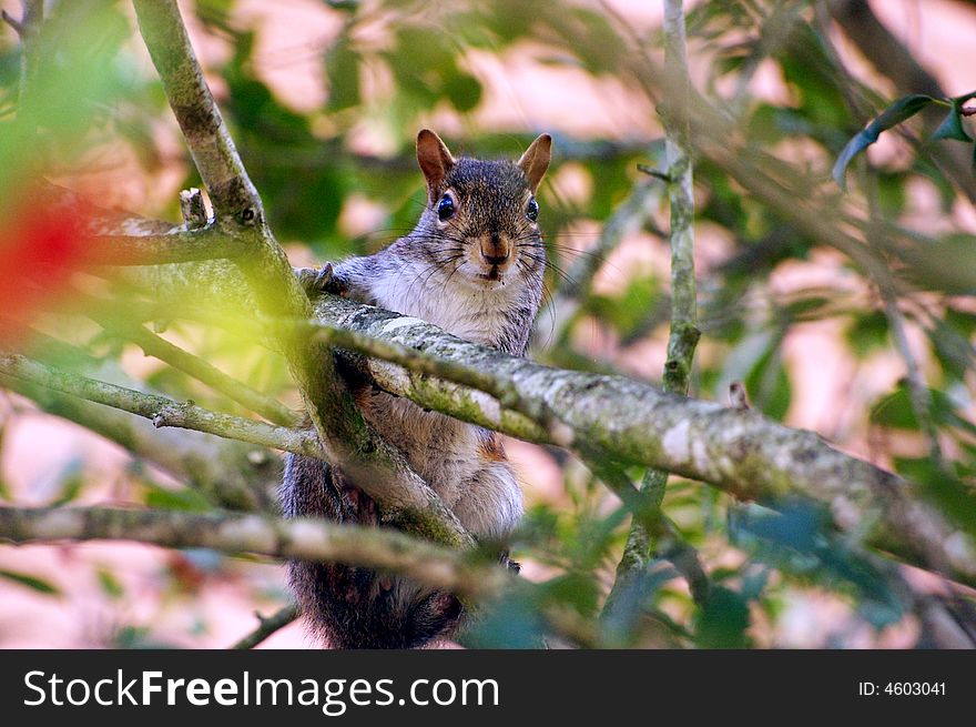 Surprised squirrel on a tree. Surprised squirrel on a tree