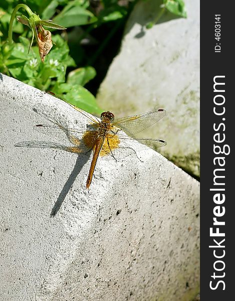 The yellow dragonfly has sat down on a stone