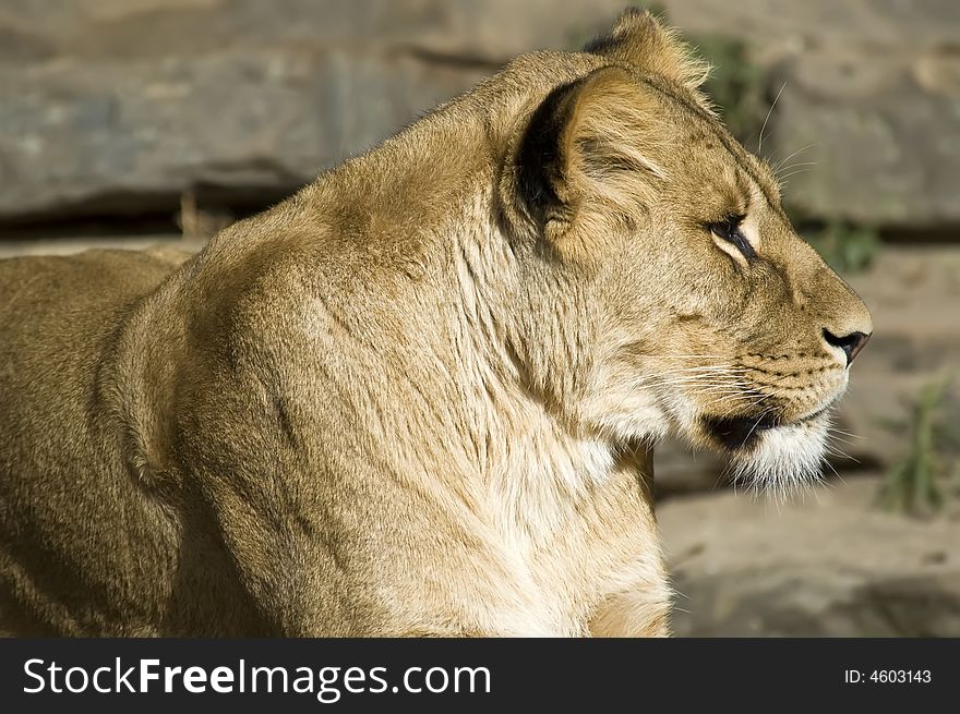 Lion in the sun being relaxed