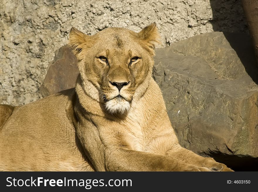 Lion in the sun being relaxed