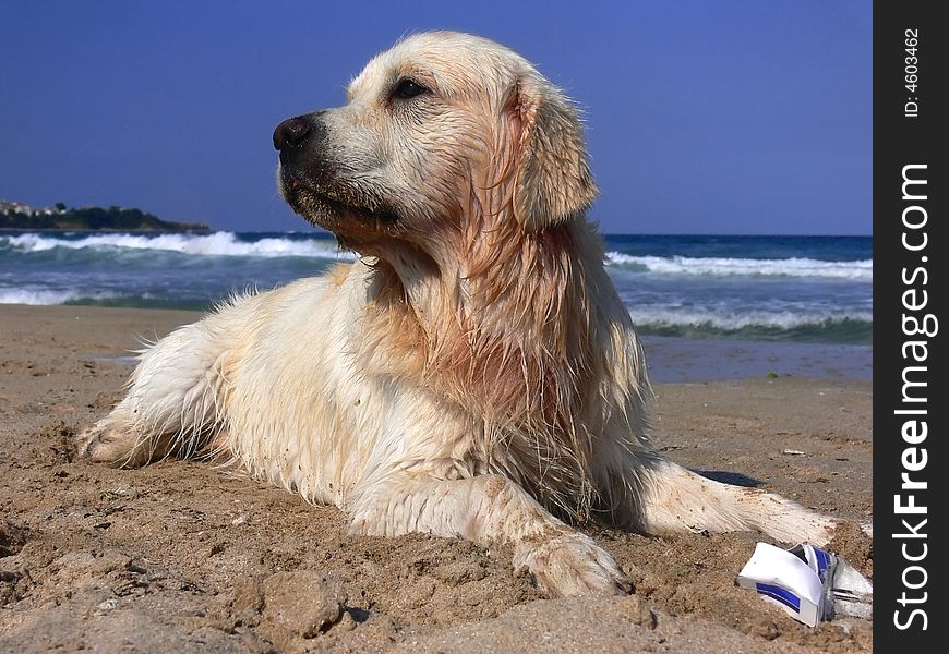 One happy golden dog laying on the beach and does't smoke. One happy golden dog laying on the beach and does't smoke.