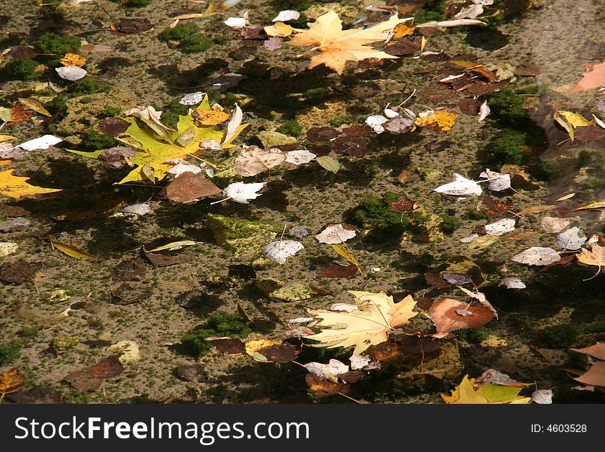 Autumn leaves floating in a river. Autumn leaves floating in a river