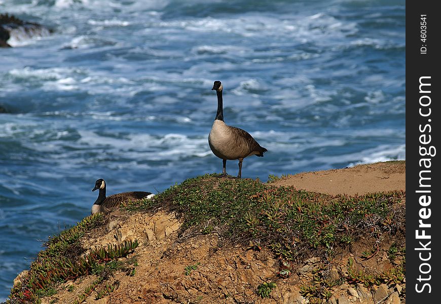 Two Canadian Geese  on cliff overlooking Pacific Ocean in Northern California. Two Canadian Geese  on cliff overlooking Pacific Ocean in Northern California