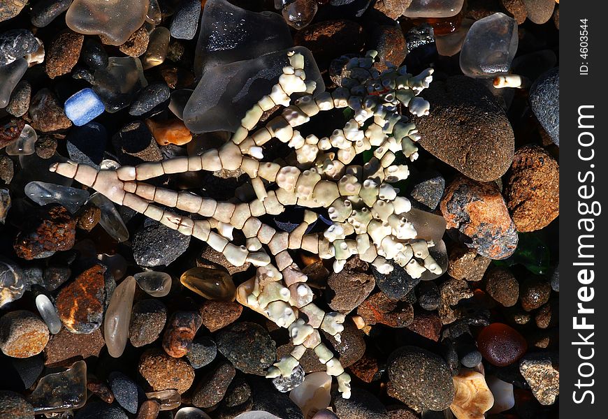 Macro view of a branch of coral and beach sand and rocks. Macro view of a branch of coral and beach sand and rocks