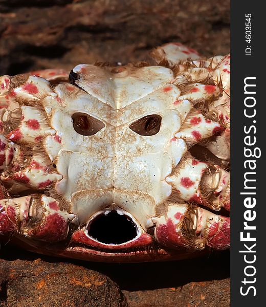 Crab exoskeleton bottom view that resembles a face. Crab exoskeleton bottom view that resembles a face