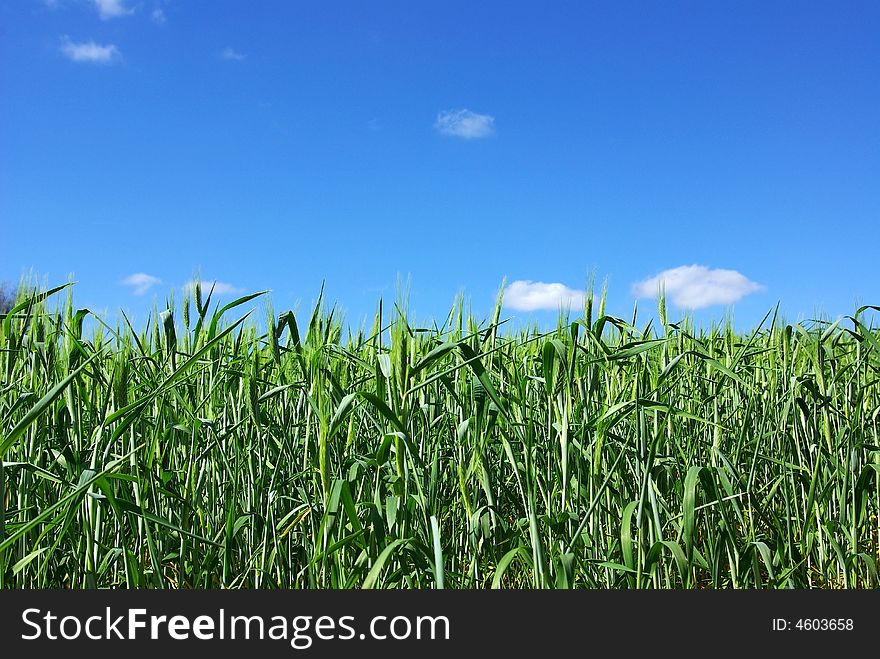 Field Of Green Wheat With Blue Sky .