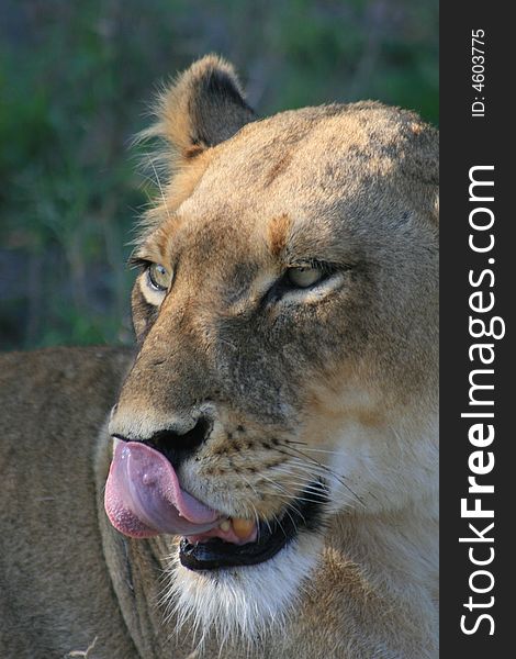 Lioness licking her lips in Kruger national park South Africa