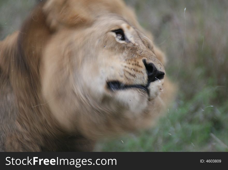 Male lion shaking his head motion captured Kruger national park South Africa large yawn