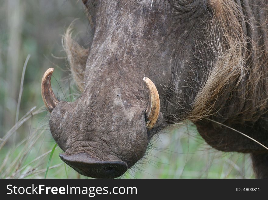 Close up of warthog tusk in kruger national park South Africa. Close up of warthog tusk in kruger national park South Africa