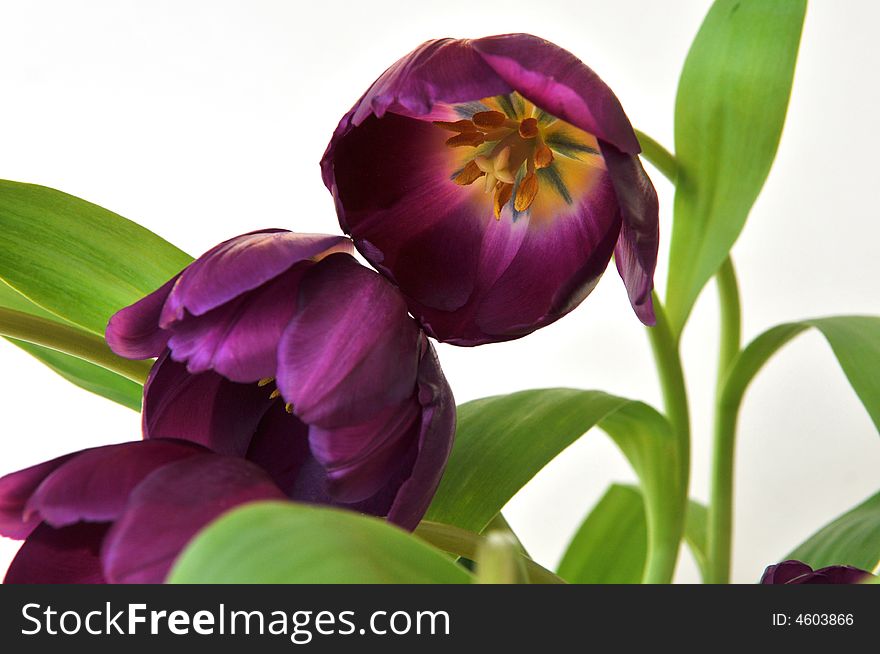 Spring Tulips