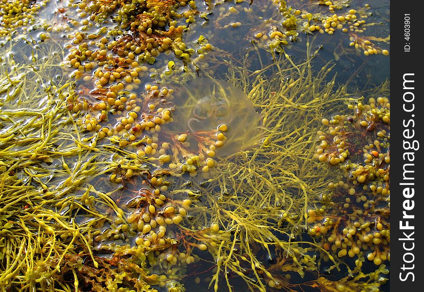 Jellyfish Amidst Seaweed