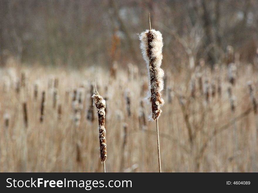 The final stage of a withering cattail. The final stage of a withering cattail.