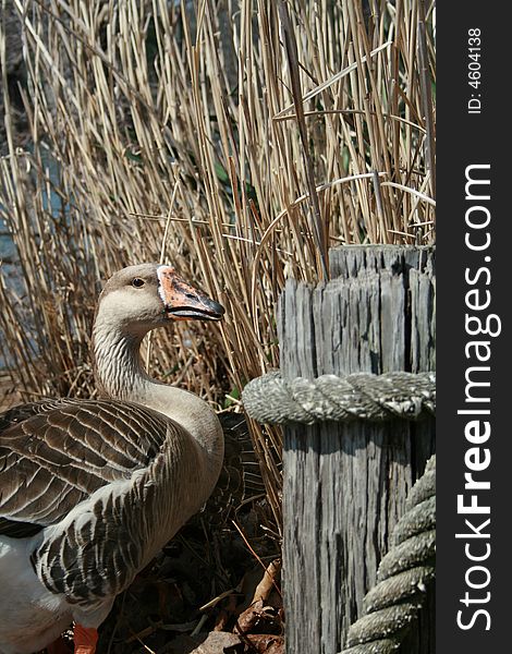Goose standing next to wooden post in front of grass. Goose standing next to wooden post in front of grass