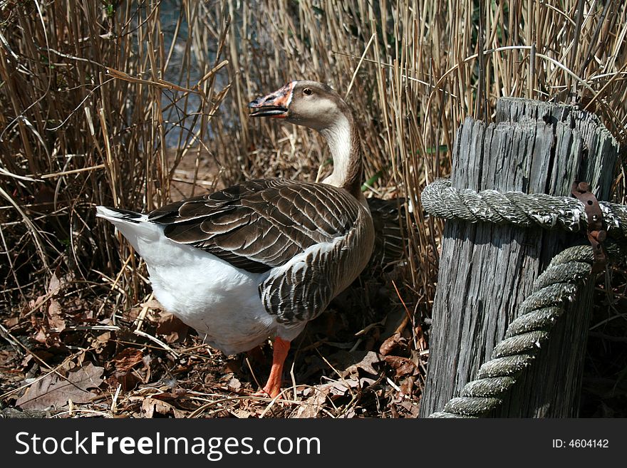 Goose standing by grass and wooden post. Goose standing by grass and wooden post