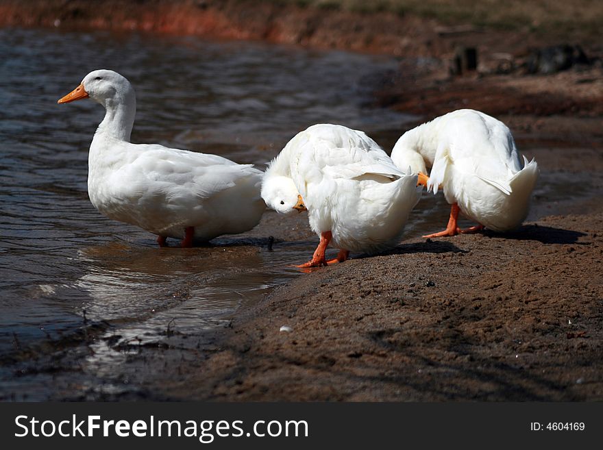 Three white ducks at the water’s edge