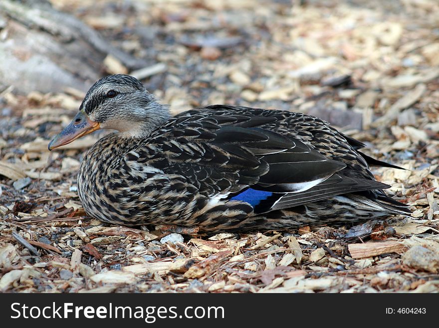 Brown duck with blue spot sitting in mulch. Brown duck with blue spot sitting in mulch