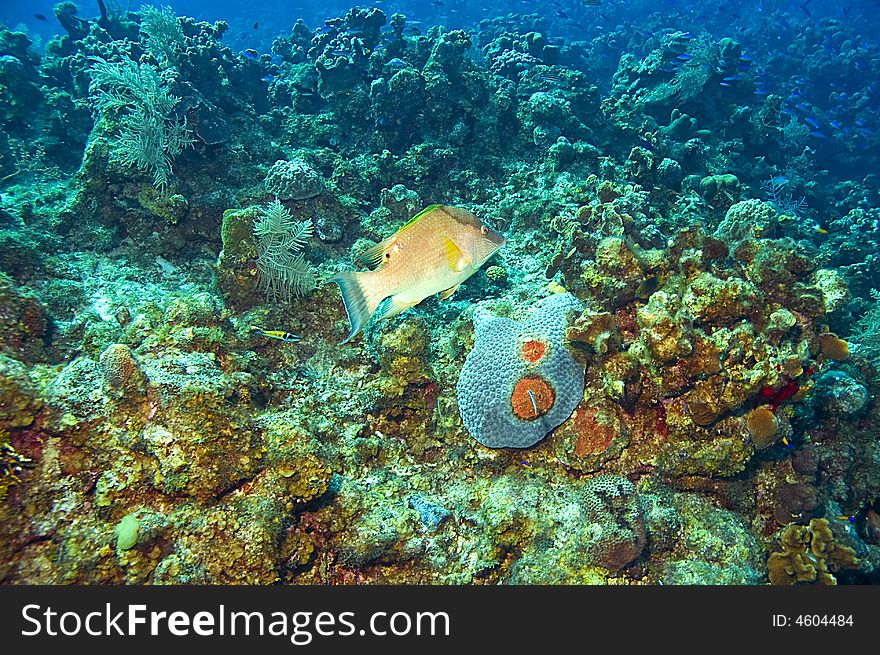 Colorul labridae hogfish and coral reef with a variety of species in caribbean ocean near roatan