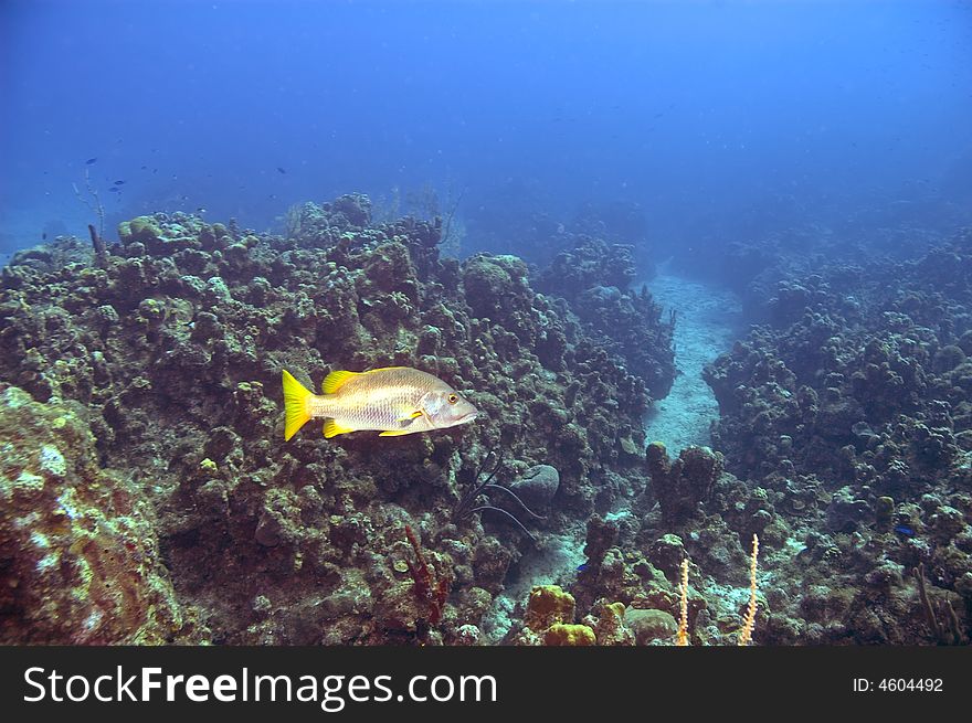 Schoolmaster type snapper fish near large expanse of coral in blue water of caribbean ocean. Schoolmaster type snapper fish near large expanse of coral in blue water of caribbean ocean