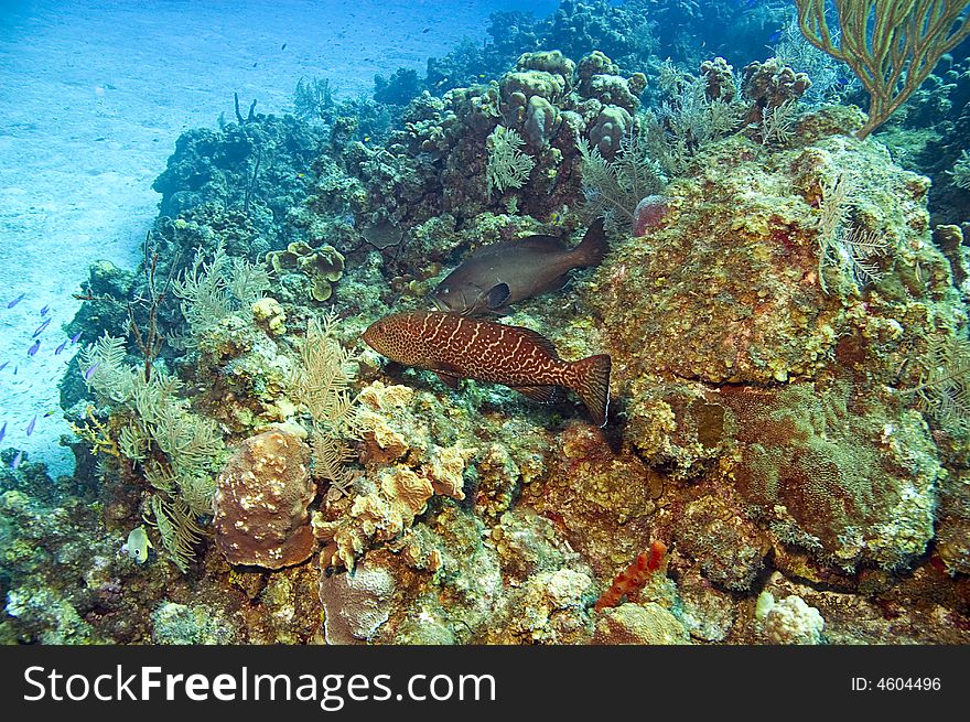 Large expanse of colorful coral with black and tiger groupers in caribbean ocean. Large expanse of colorful coral with black and tiger groupers in caribbean ocean