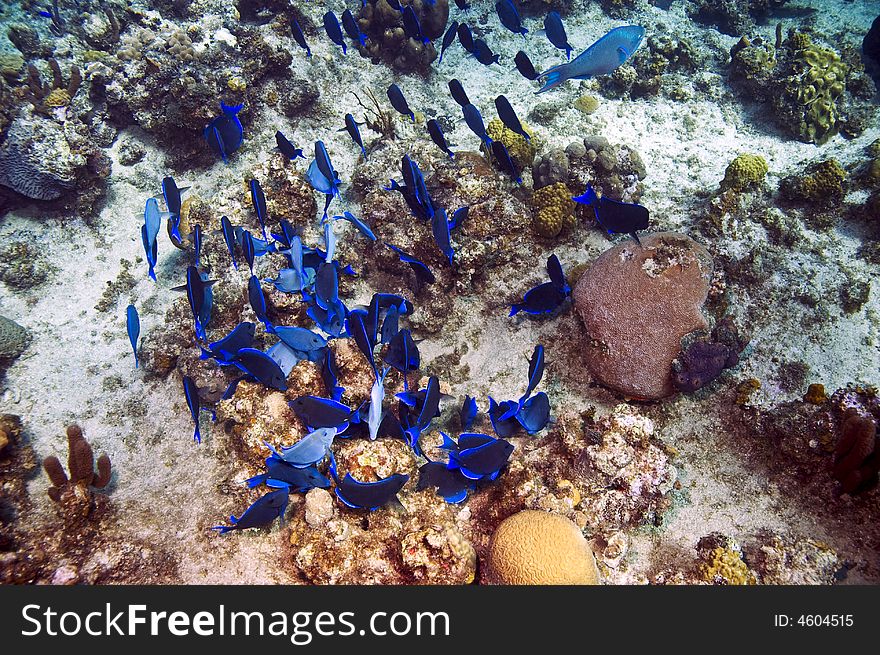 School of blue tang fish and coral in caribbean sea