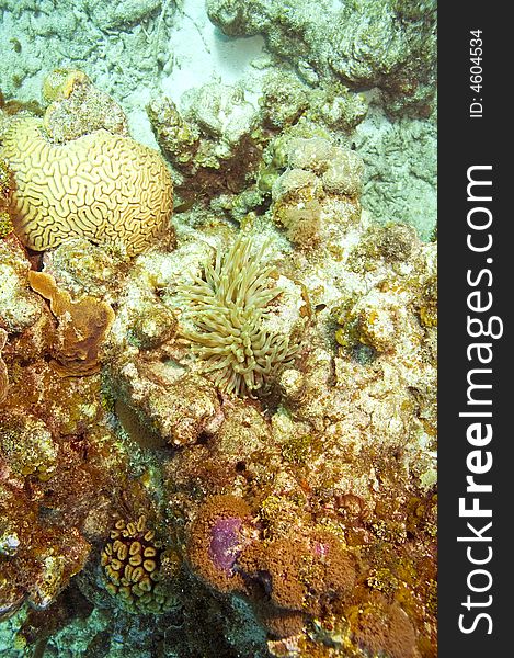 Anemone and brain coral along with other varieties on reef in caribbean sea near roatan