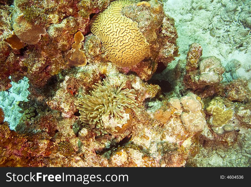 Anemone and brain coral on reef in caribbean sea near roatan