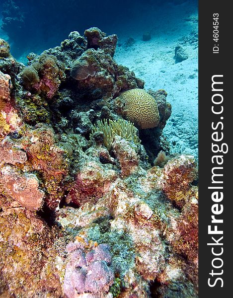 Anemone, brain coral and other colorful varieties on reef in caribbean sea. Anemone, brain coral and other colorful varieties on reef in caribbean sea