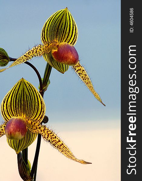 Colorful orchid blooming on a isolated background