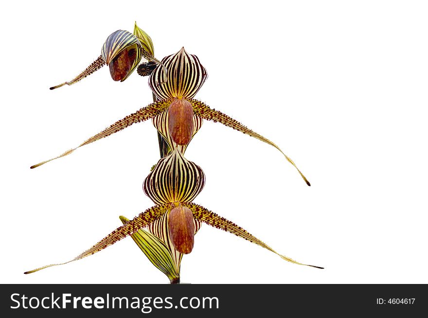 Colorful orchid blooming on a isolated background