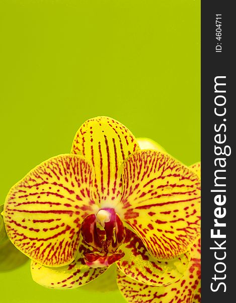 Colorful orchid blooming on a isolated background