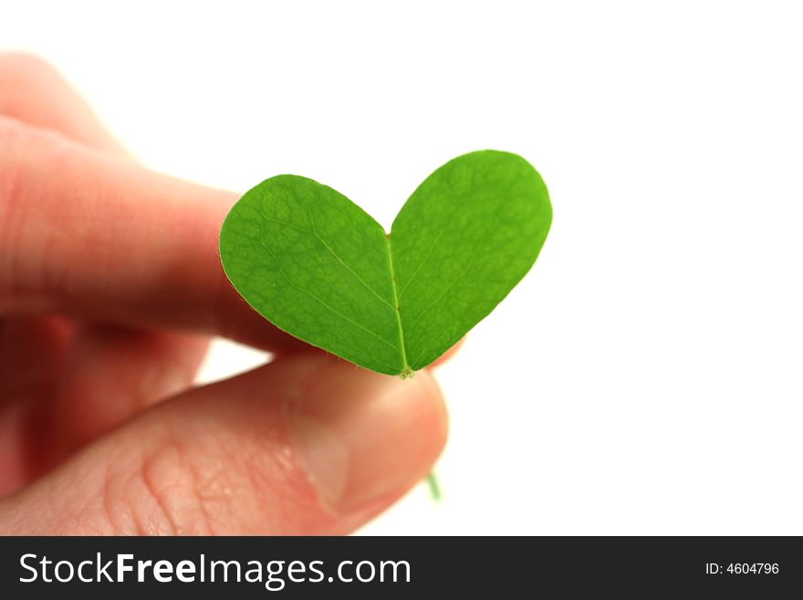 Fingers holding a clover heart on a white background. Fingers holding a clover heart on a white background