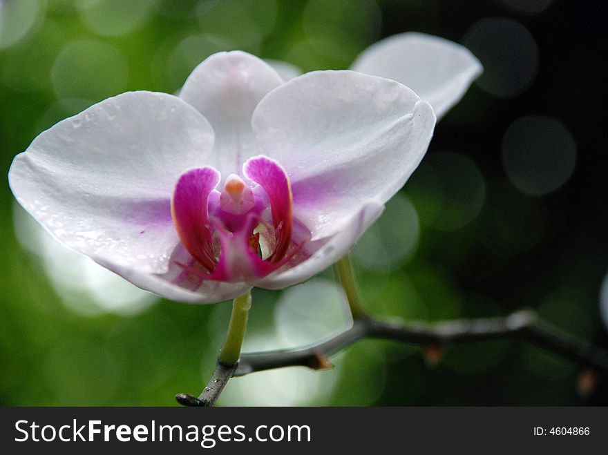A closeup view of an orchid flower in a garden. A closeup view of an orchid flower in a garden