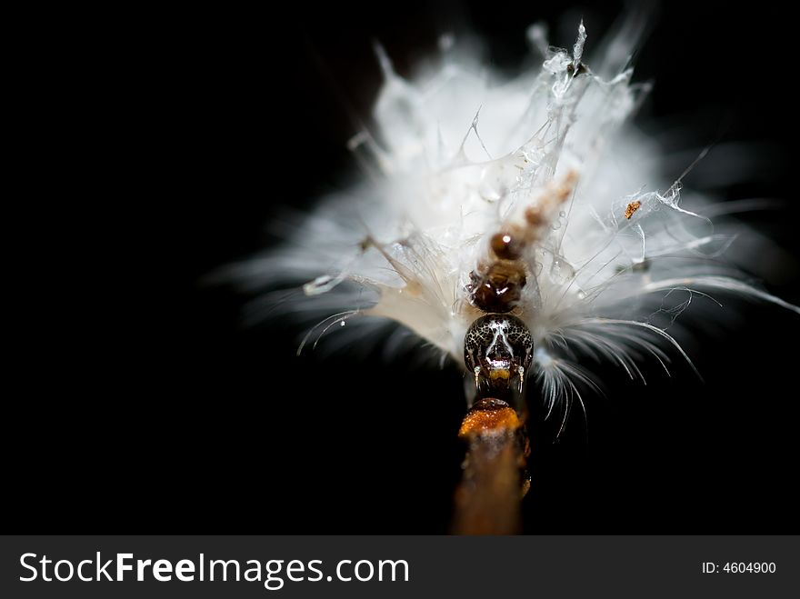 Caterpillar drenched in the rain crawling up a twig. Caterpillar drenched in the rain crawling up a twig