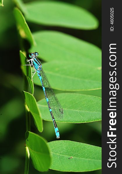 A blue damselflies rest on green leaves. A blue damselflies rest on green leaves.