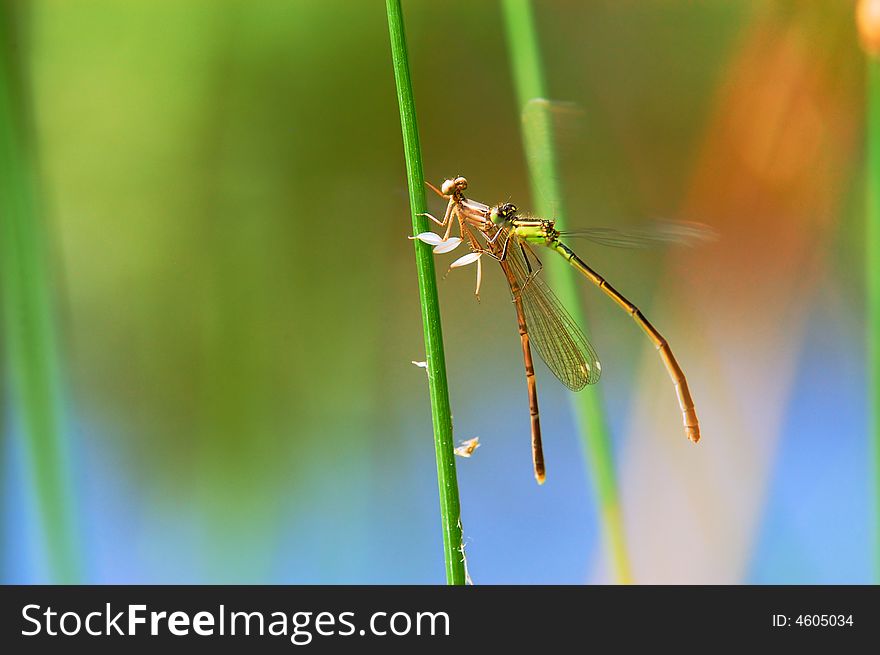 Two small damselflies are between the grass play of delectation. Two small damselflies are between the grass play of delectation