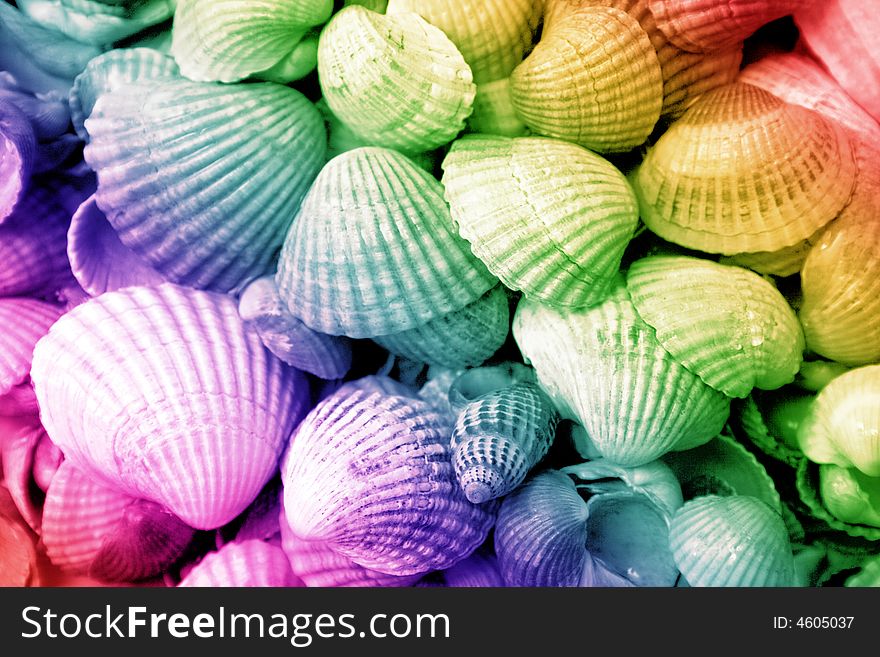Cockleshells background on the colored background