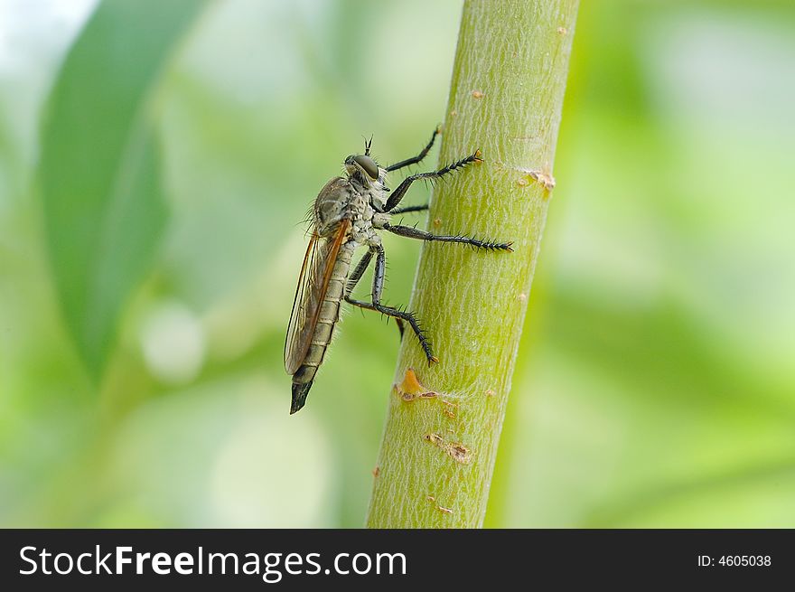 Close-up shot of a robber-fly on a branch