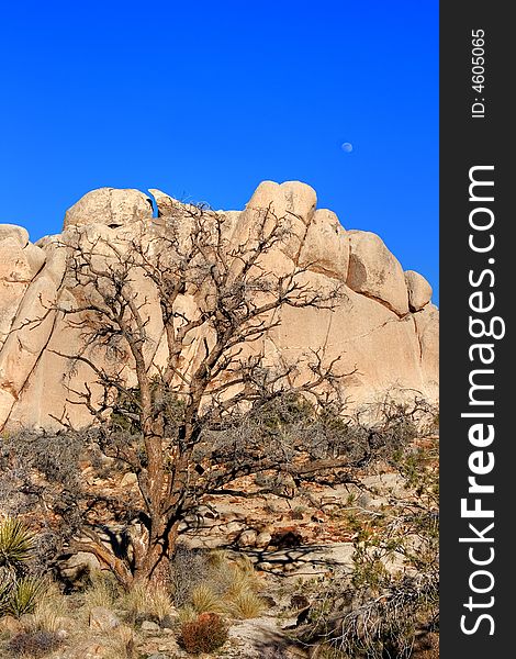 Portrait of a tree, rocks, and the moon at the Joshua Tree National Park in California. Portrait of a tree, rocks, and the moon at the Joshua Tree National Park in California.