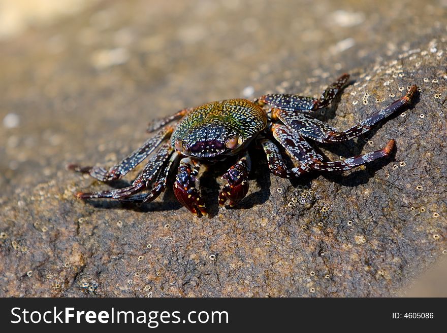 Flat Crab On A Rocky Surface