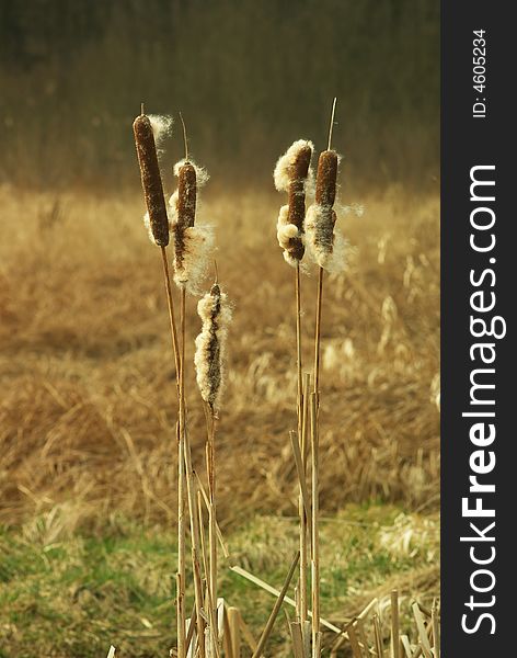 Common bulrush (Typha latifolia) on blurred background. Common bulrush (Typha latifolia) on blurred background