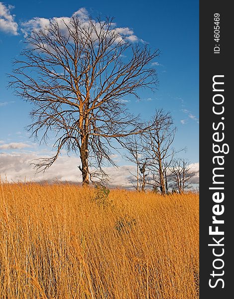 Bare trees standing in long grass catch the last golden rays of the sun silhouetted against a dark blue sky. Bare trees standing in long grass catch the last golden rays of the sun silhouetted against a dark blue sky.