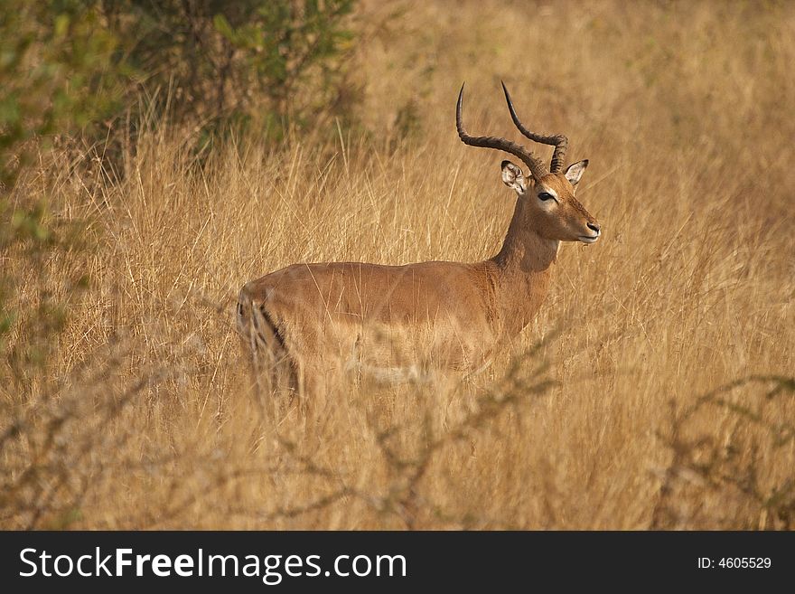 Impala ram, Aepyceros melampus (Rooibok) on alert in typical bushveld. Impala ram, Aepyceros melampus (Rooibok) on alert in typical bushveld.