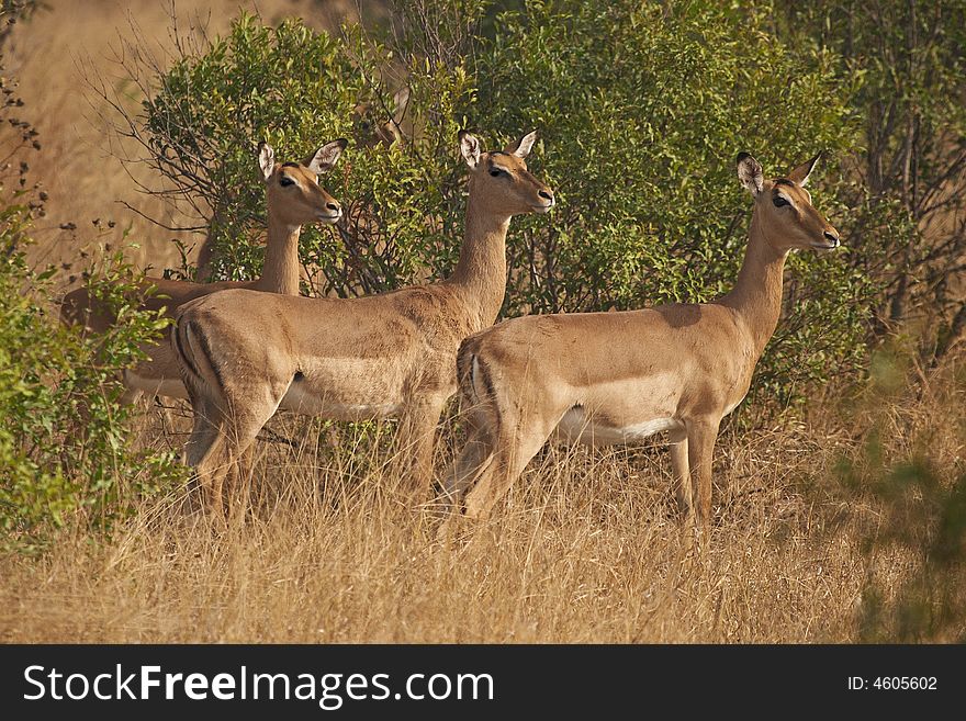 Impala ewes, Aepyceros melampus (Rooibok) on alert in typical bushveld. Impala ewes, Aepyceros melampus (Rooibok) on alert in typical bushveld.